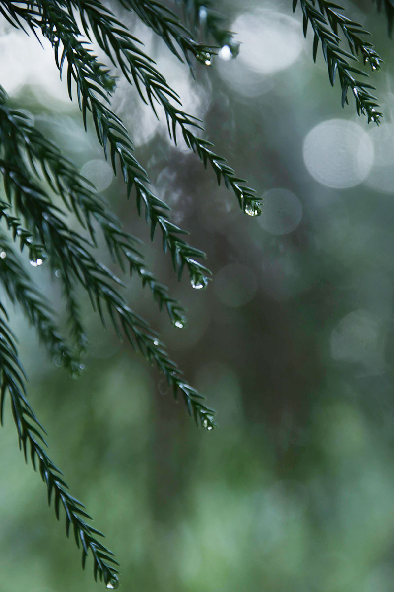 葉についた雨の雫 アート写真家リョウ